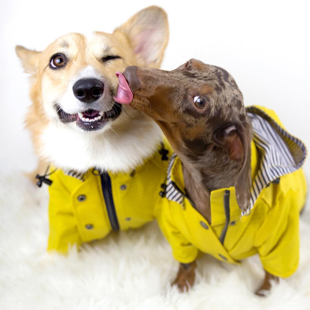 Dog Raincoat Pet Clothes Dog Clothes Rain Water (this item runs small so large would fit a medium etc)